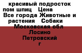 красивый подросток пом шпиц › Цена ­ 30 000 - Все города Животные и растения » Собаки   . Московская обл.,Лосино-Петровский г.